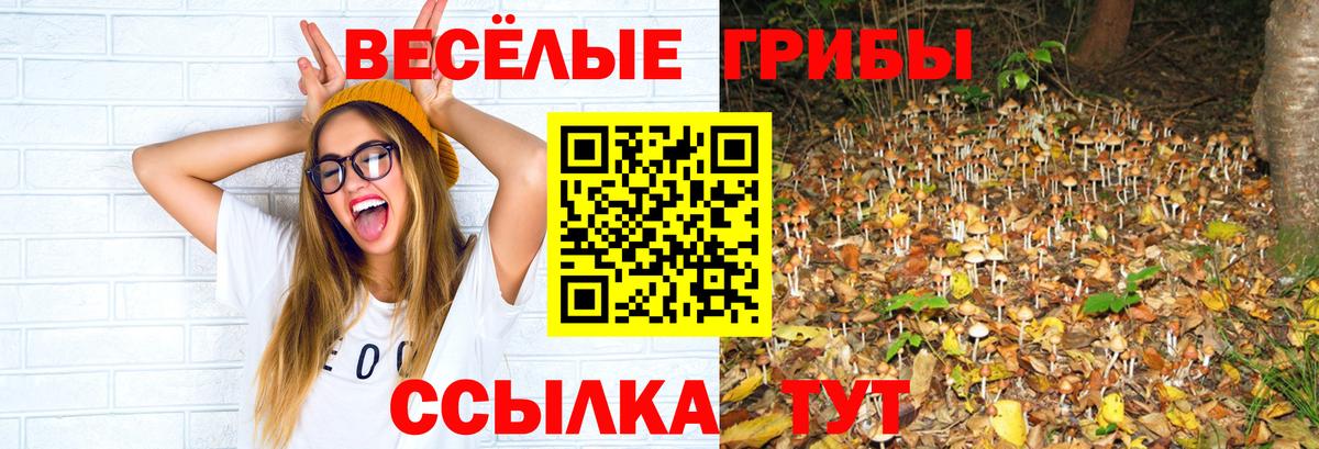 Курчатов  Псилоцибиновые грибы Psilocybe  Вход с VPN 